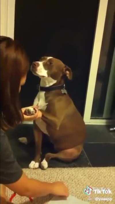 WoMaN mUrDERs HeR doG foR scrAtcHiNg BeAutiFul hArDwOoD FloOr