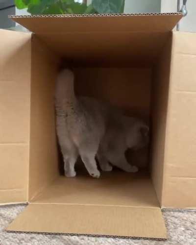 wiLd PaNTHEr gEtS caUgHT IN TRap, DiEs