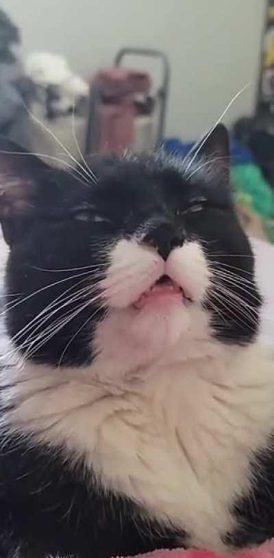 This is Steve. Steve is a derp.