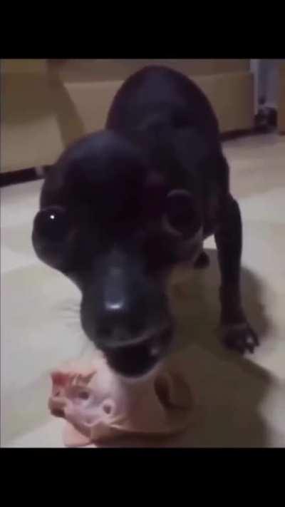 cursed_dog