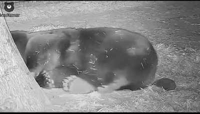 Caution violent video. Hedgehog attack on a sleeping bear.