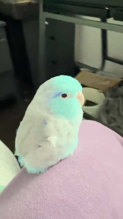 the most illegally small bird. no toes, no hands, just poof