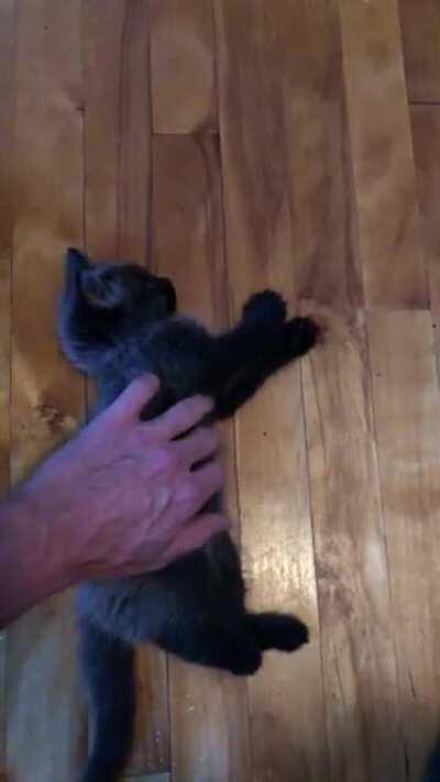 Illegally smol kitty gets a pat down-he was suspiciously clean