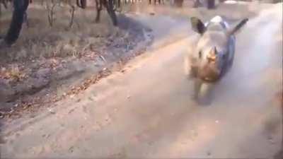 🔥 This Rhino Became Friends With A Sheep And Imitates Him.