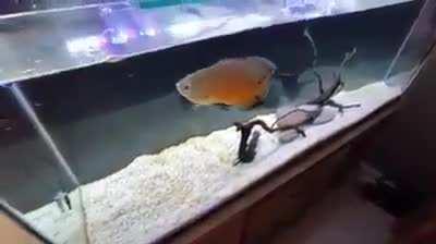 Mussolini is a bad dog *boowomp*