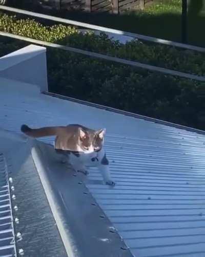 Cat finds out how slippery tin roofs are