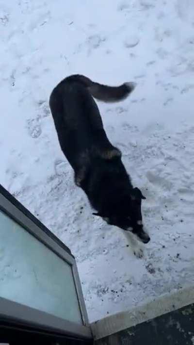 На Аляске семейная пара открыла бизнес по выгулу собак. Они собирают собак в своем автобусе, вывозят на природу и там с ними гуляют. Ссылка на их Ютуб в комментах.