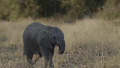 Herd Buddies at Play