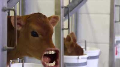 Moooo