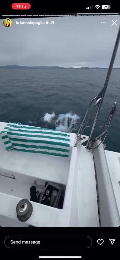 Brianna Chicken Fry Flip