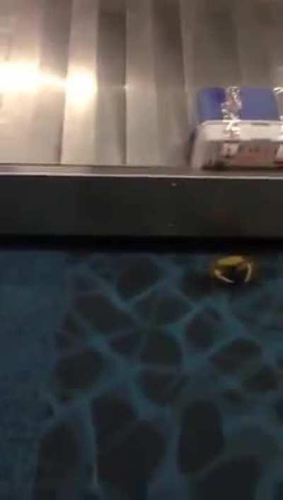 When your box full of crabs breaks open in baggage claim.