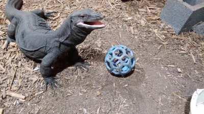 I love that look and tongue flick of approval after she got one.