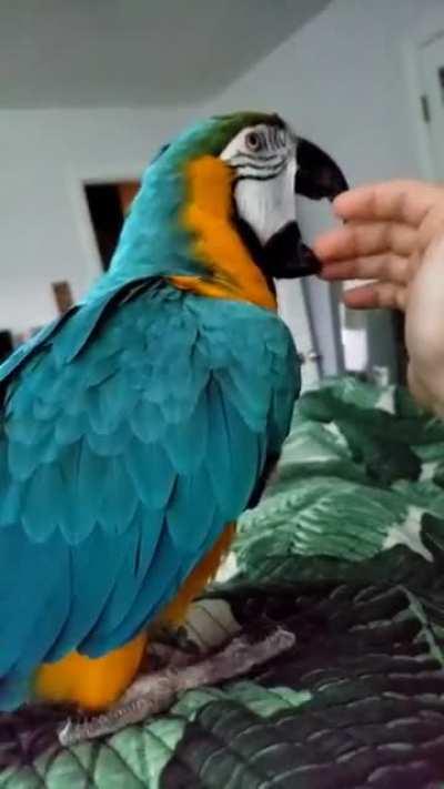 What is this behavior? My Macaw loves to do this to toes and fingers.