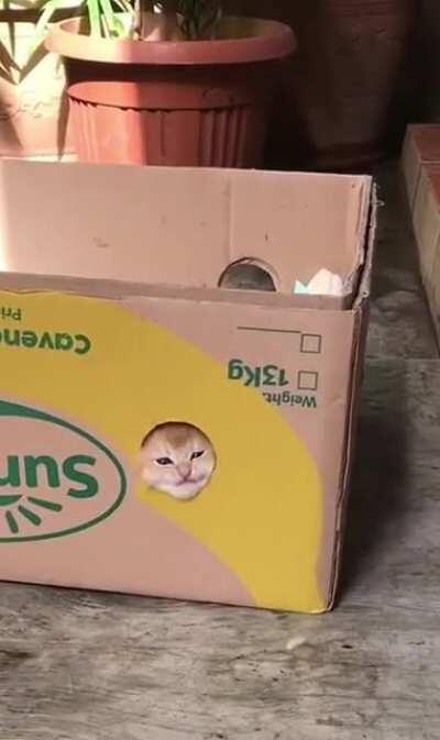 Perfect view from the kitty fort