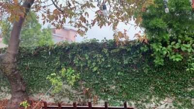 Rain from my backyard