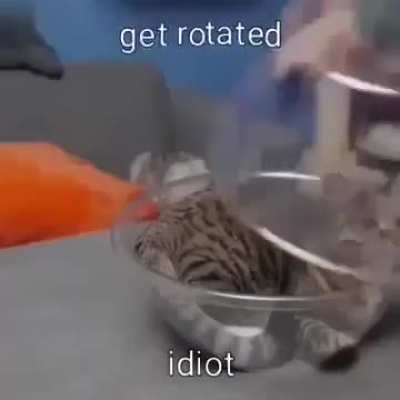 Rotate(cat)