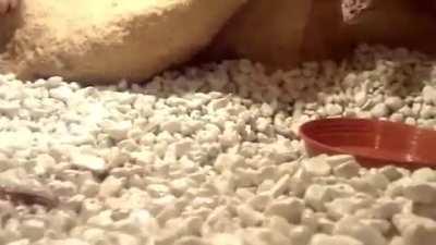 the music fits to everything