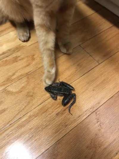 Touch tha Leopard Froggy. (It was safely returned to the outdoors.)