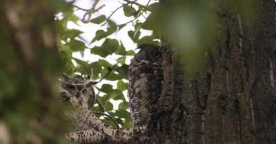 Got some footage of a pair of great horned owls last eve here in Calgary