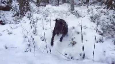 Puppers having fun on a snowy day