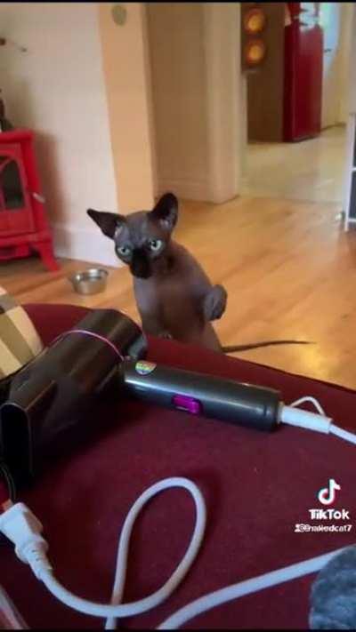 Slap it kitty, slap it!