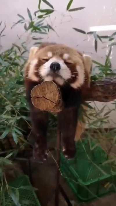 Red Panda Taking Power Nap