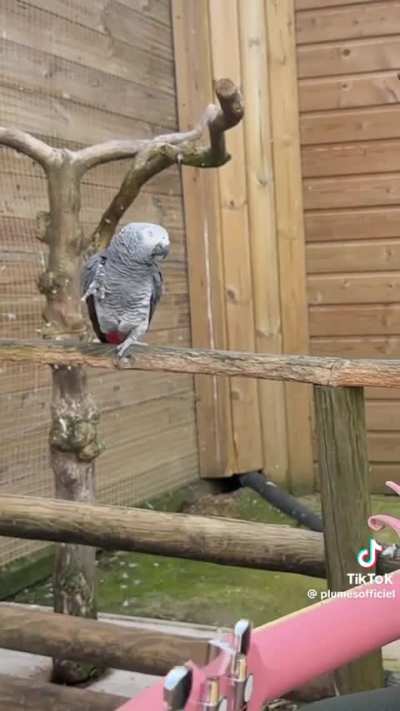 Animals React to singing and playing the guitar for them.