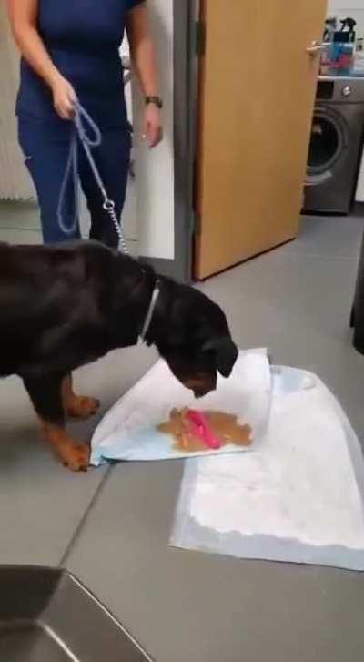 Dog vomits up a pretty pink 🍆