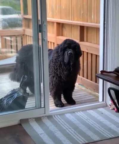 I really had to open the door for him...