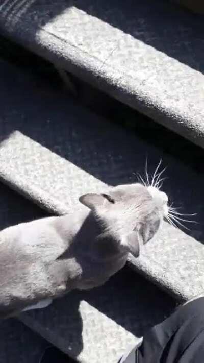 Shadow Yells at me to stop and let him. HE'S NOT EVEN MY CAT!