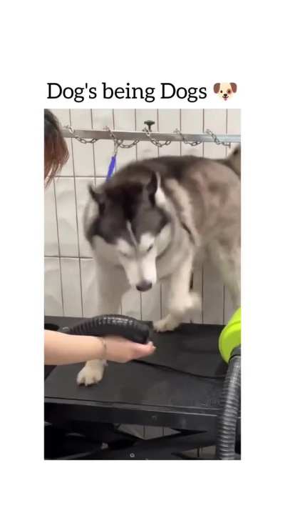 Dose de felicidade e sorrisos largos