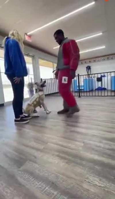 This is a Well Trained Dog