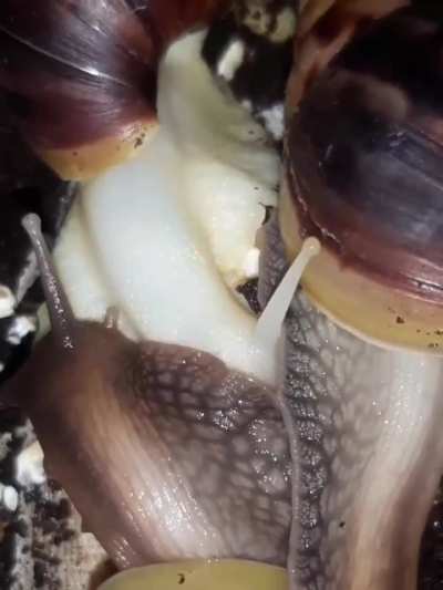 timelapse of snails eating dinner