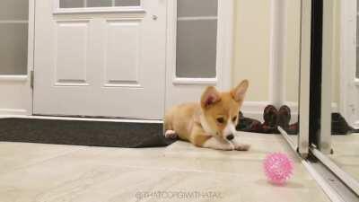 Happy National Puppy Day! 🐶