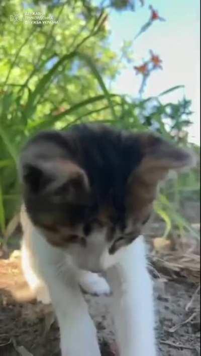 Ukrainian Special agent Assy.