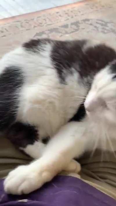 Shamoo says no pats, only cuddle