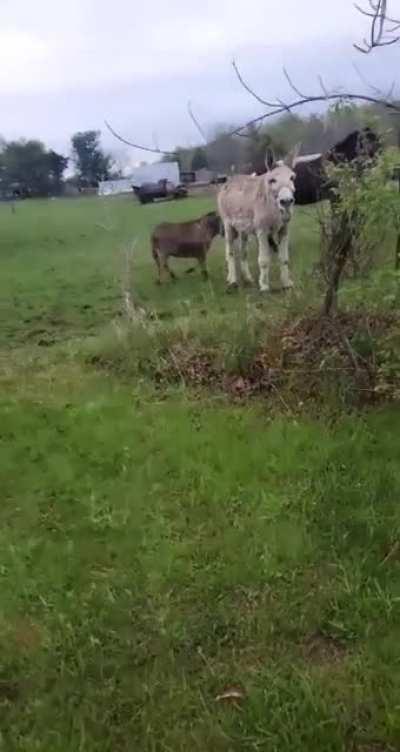 KEKW (o cachorro levou um choquinho e o burro perdeu tudo)