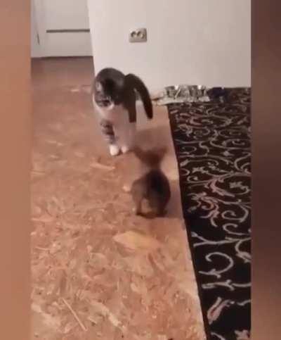 Neymar se fosse um cachorro....