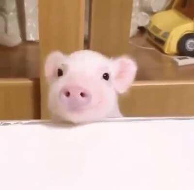Smiling piglet is here to brighten your day