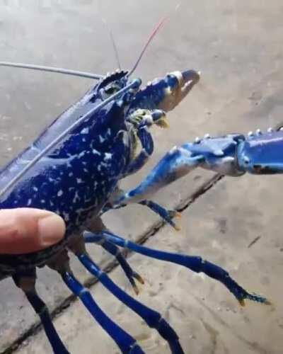 🔥 One in a million blue lobster, released along with 100s of females as part of a conservation effort 🔥