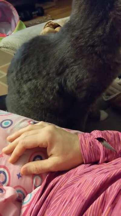 She's typically very shy. This is how she gently requests pets.
