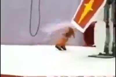 Most intense robot fight