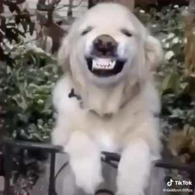 Dogs sharing their derpy smiles