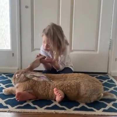 Girl Petting her GIANT flemish Rabbit