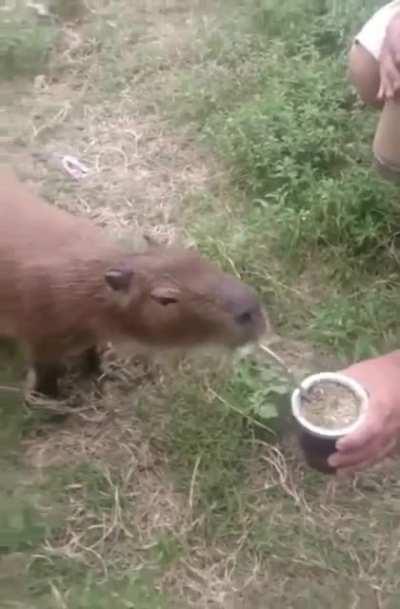 He's sippin' on that Henn