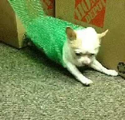 chihuahua spinning from chihuahuaspin.com