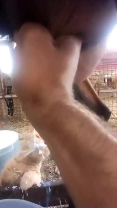 Straight from the titty