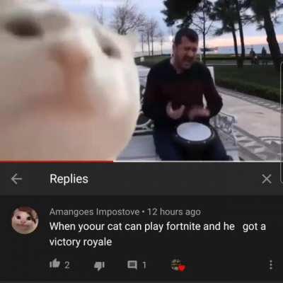 Yoour cat is an epic gamer