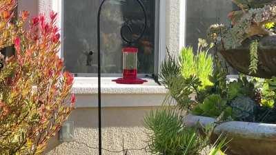 Hummingbirds are assholes!