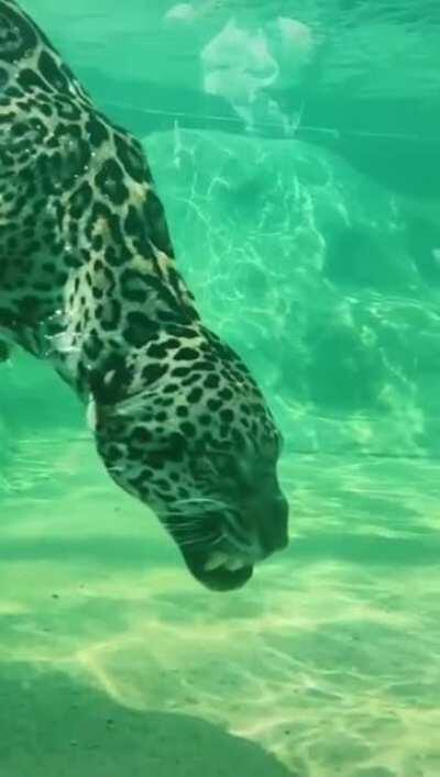 🔥 A jaguar swimming underwater